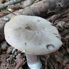 Violet Gray Bolete