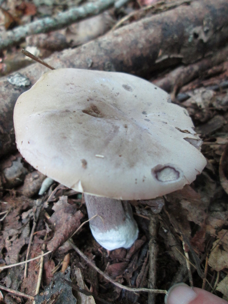 Violet Gray Bolete