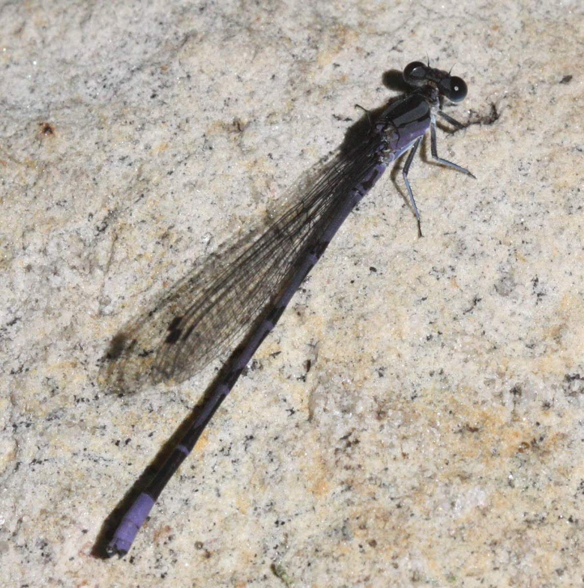 damselfly