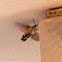 Hummingbird Hawk Moth