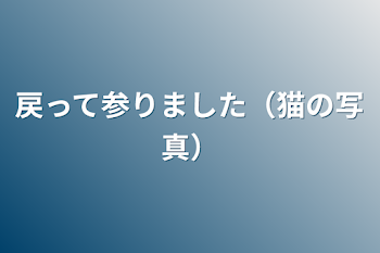 戻って参りました（猫の写真）