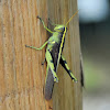 Obscure Bird Grasshopper