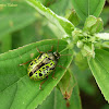 Calligrapha Leaf beetle