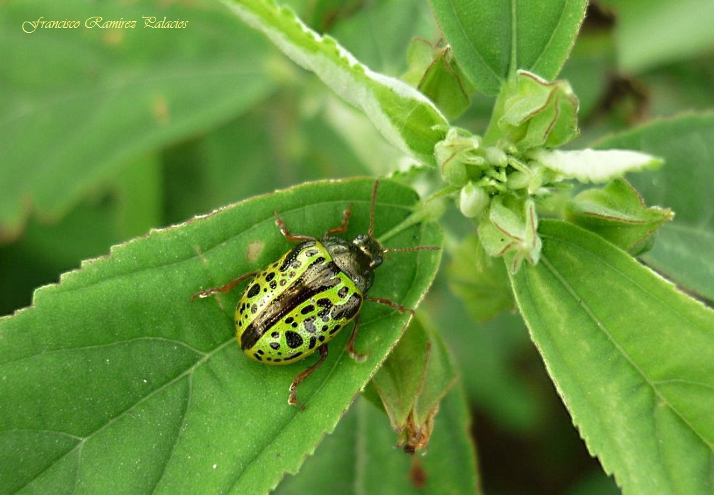 Calligrapha Leaf beetle