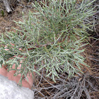 Juniper Tree