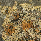 Rim Lichen