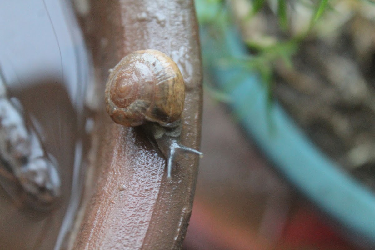 Garden Snail