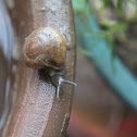 Garden Snail