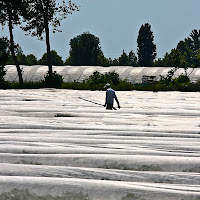 lavoro tra i " campi " di 