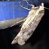 Large yellow underwing