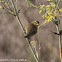 Chiffchaff; Mosquitero Común