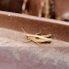 Common field grasshopper