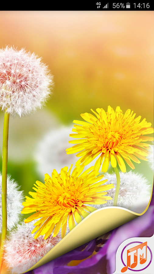 Flower Wallpaper HD Free - Android Apps on Google Play