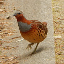 Chinese Bamboo Partridge