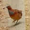 Chinese Bamboo Partridge