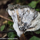 Fungus