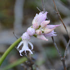 Naked Man Orchid / Satyr Orchid