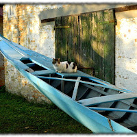 Il gatto gondoliere di 