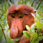 Proboscis monkey