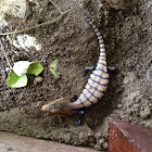 idonesian blue tongue skink