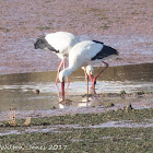 White Stork