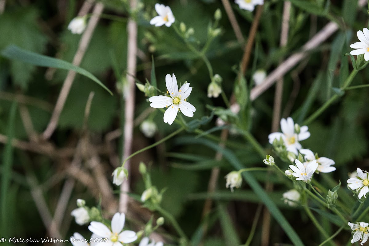 Greater Stitchwort