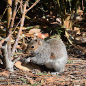 Eastern gray squirrel