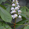 Horse chestnut