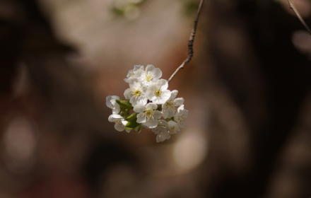 Bunch of white flowers small promo image