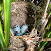 Great Reed Warbler