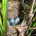 Great Reed Warbler