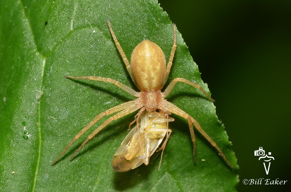 Running Crab Spider with Prey