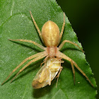 Running Crab Spider with Prey