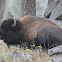 American Bison