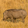 Common warthog