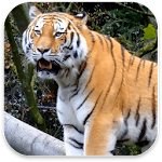 Cover Image of 下载 Tiger 3D Live Wallpaper 1.2 APK