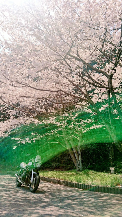 その他の桜と愛車・桜に関するカスタム事例の投稿画像5枚目