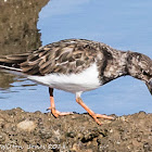 Turnstone