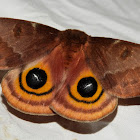 Io Moth