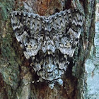 Light crimson underwing