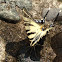 Scarce Swallowtail