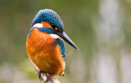 Kingfisher Wallpaper Preview image 0