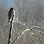 Red-shouldered hawk