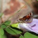 Zabulon Skipper