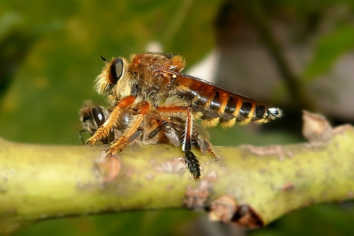 Robber fly