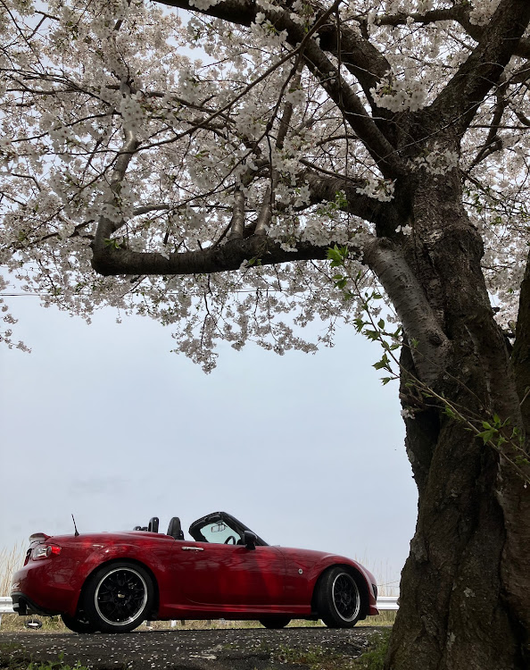 ロードスターのサクラと愛車に関するカスタム事例の投稿画像8枚目