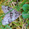 Mottled gray carpet moth