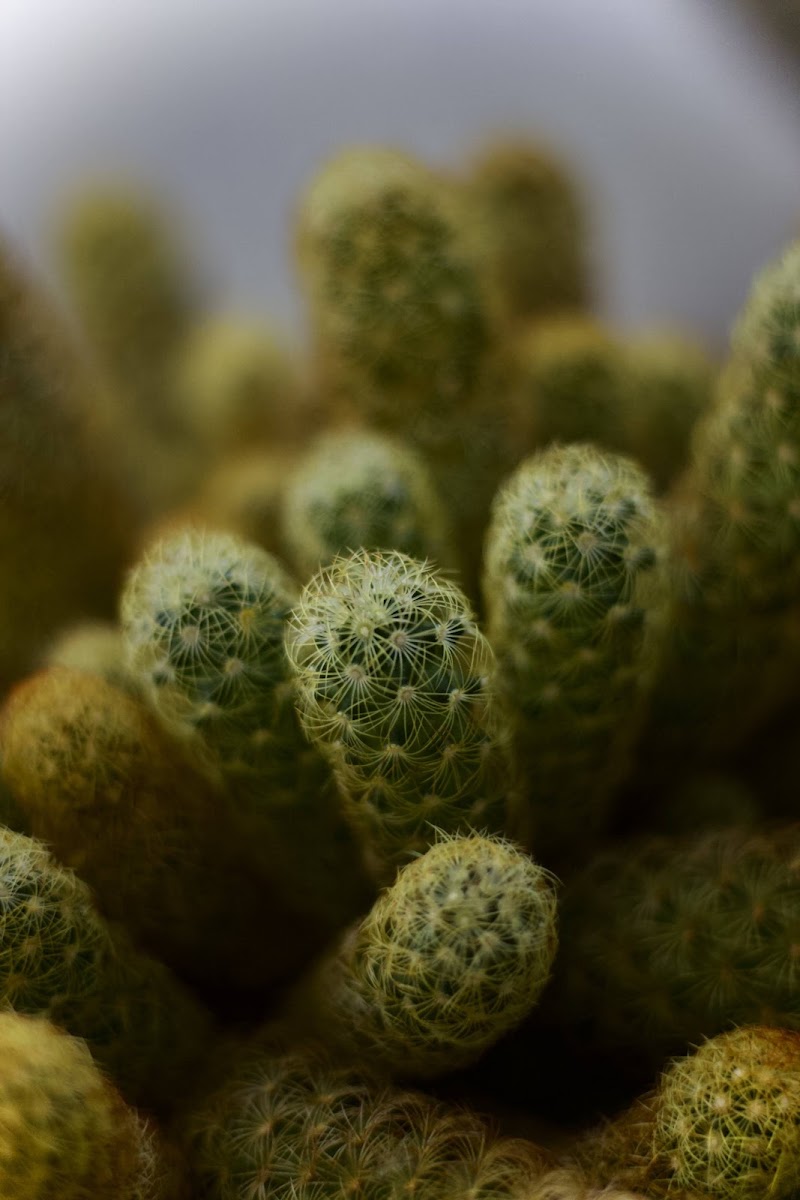 Cactus  di Jennyconlagei