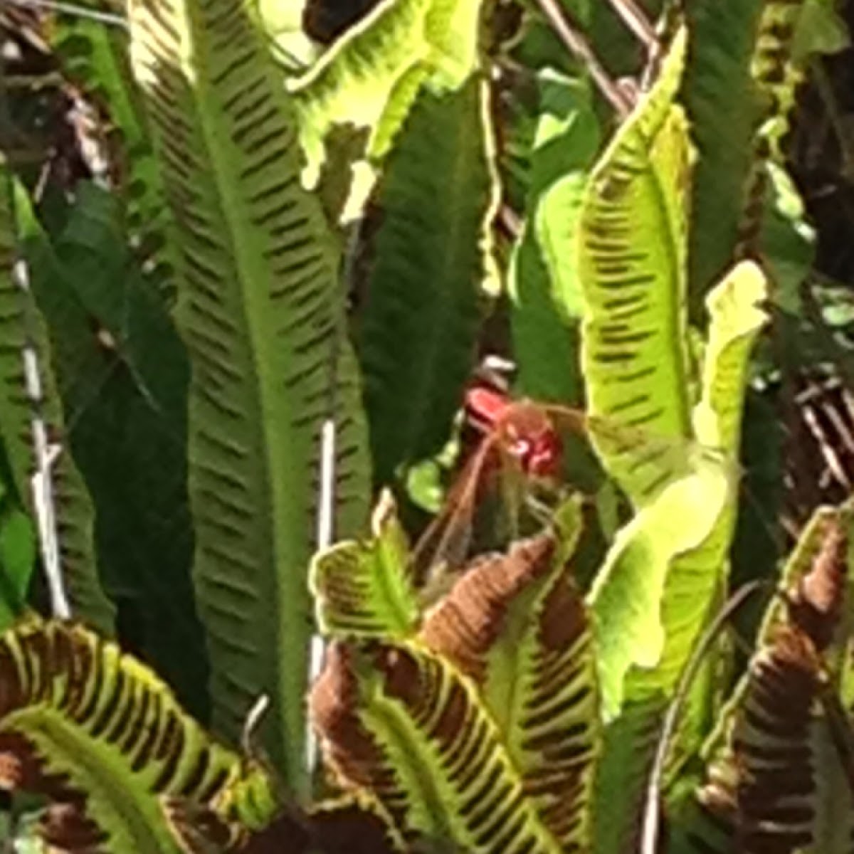 Red Dragonfly