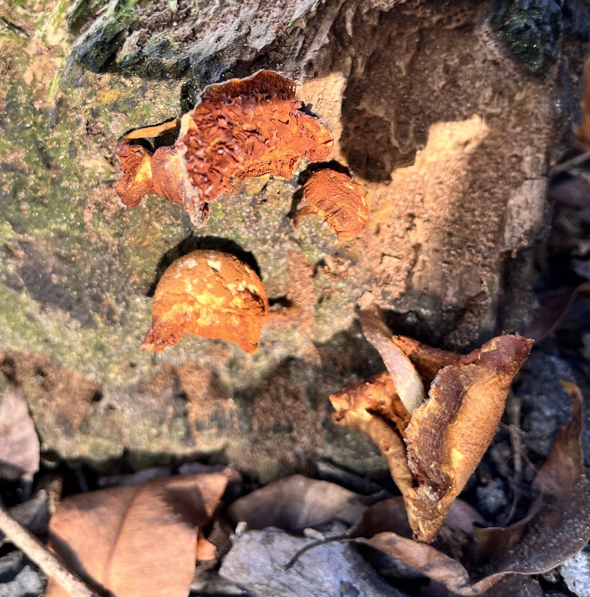 unidentified mushrooms